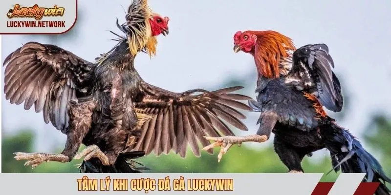 Tâm lý khi cược đá gà Luckywin