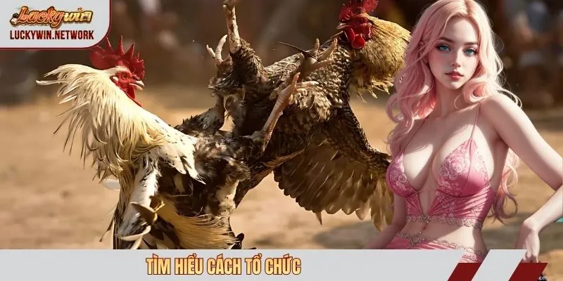 Tìm hiểu cách tổ chức